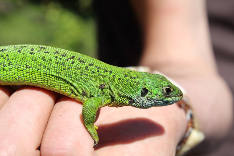Recorrido para conocer los reptiles y anfibios del parque natural Aizkorri-Aratz en Arantzazu