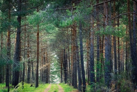 166.000 m2ko lursaila erosi du Udalak Arantzazun